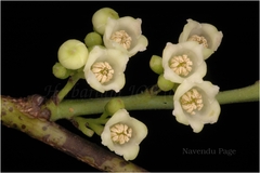 Diospyros sylvatica